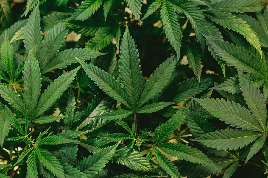 The art of cannabis cultivation: A beginner's blueprint | News by Thaiger