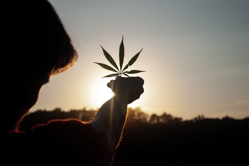 The art of cannabis cultivation: A beginner's blueprint | News by Thaiger
